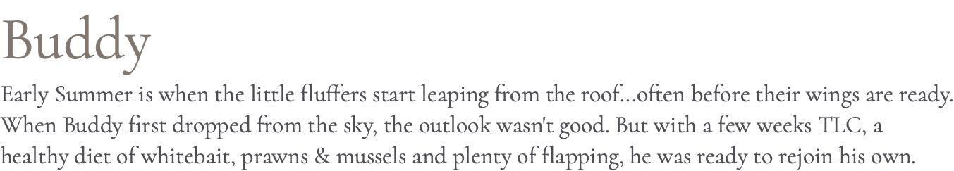 Buddy Early Summer is when the little fluffers start leaping from the roof...often before their wings are ready. When Buddy first dropped from the sky, the outlook wasn't good. But with a few weeks TLC, a healthy diet of whitebait, prawns & mussels and plenty of flapping, he was ready to rejoin his own.
