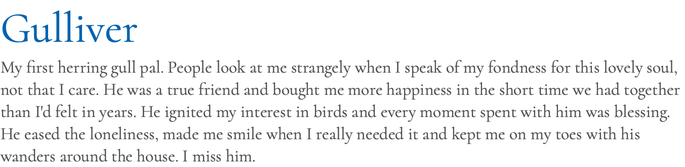 Gulliver My first herring gull pal. People look at me strangely when I speak of my fondness for this lovely soul, not that I care. He was a true friend and bought me more happiness in the short time we had together than I'd felt in years. He ignited my interest in birds and every moment spent with him was blessing. He eased the loneliness, made me smile when I really needed it and kept me on my toes with his wanders around the house. I miss him.