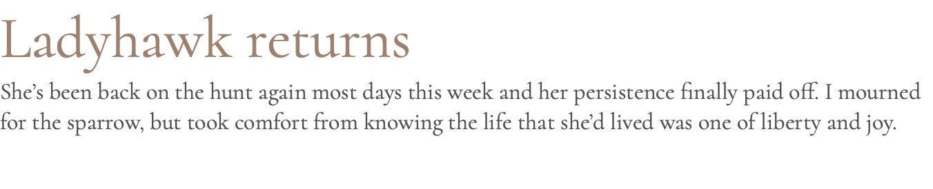 Ladyhawk returns She’s been back on the hunt again most days this week and her persistence finally paid off. I mourned for the sparrow, but took comfort from knowing the life that she’d lived was one of liberty and joy.