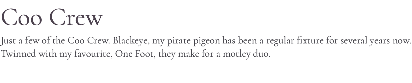 Coo Crew Just a few of the Coo Crew. Blackeye, my pirate pigeon has been a regular fixture for several years now. Twinned with my favourite, One Foot, they make for a motley duo.