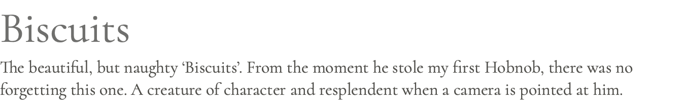 Biscuits The beautiful, but naughty ‘Biscuits’. From the moment he stole my first Hobnob, there was no forgetting this one. A creature of character and resplendent when a camera is pointed at him.