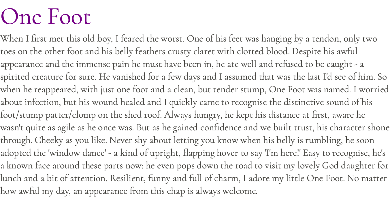One Foot When I first met this old boy, I feared the worst. One of his feet was hanging by a tendon, only two toes on the other foot and his belly feathers crusty claret with clotted blood. Despite his awful appearance and the immense pain he must have been in, he ate well and refused to be caught - a spirited creature for sure. He vanished for a few days and I assumed that was the last I'd see of him. So when he reappeared, with just one foot and a clean, but tender stump, One Foot was named. I worried about infection, but his wound healed and I quickly came to recognise the distinctive sound of his foot/stump patter/clomp on the shed roof. Always hungry, he kept his distance at first, aware he wasn't quite as agile as he once was. But as he gained confidence and we built trust, his character shone through. Cheeky as you like. Never shy about letting you know when his belly is rumbling, he soon adopted the 'window dance' - a kind of upright, flapping hover to say 'I'm here!' Easy to recognise, he's a known face around these parts now: he even pops down the road to visit my lovely God daughter for lunch and a bit of attention. Resilient, funny and full of charm, I adore my little One Foot. No matter how awful my day, an appearance from this chap is always welcome.