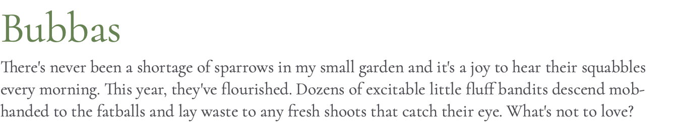 Bubbas There's never been a shortage of sparrows in my small garden and it's a joy to hear their squabbles every morning. This year, they've flourished. Dozens of excitable little fluff bandits descend mob-handed to the fatballs and lay waste to any fresh shoots that catch their eye. What's not to love?