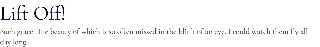Lift Off! Such grace. The beauty of which is so often missed in the blink of an eye. I could watch them fly all day long.