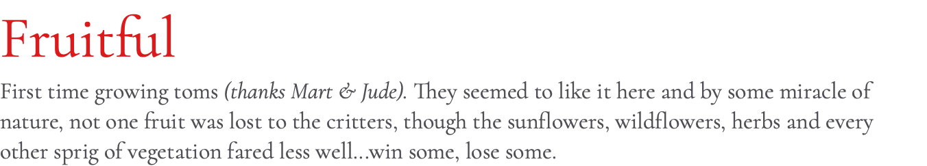 Fruitful First time growing toms (thanks Mart & Jude). They seemed to like it here and by some miracle of nature, not one fruit was lost to the critters, though the sunflowers, wildflowers, herbs and every other sprig of vegetation fared less well...win some, lose some.